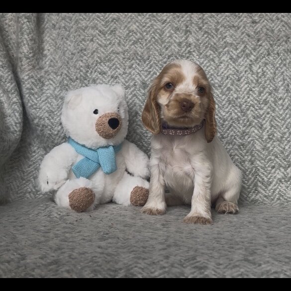 Cocker Spaniel (Working &amp; Show) - Both