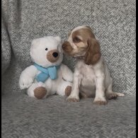 Cocker Spaniel (Working &amp; Show) - Both
