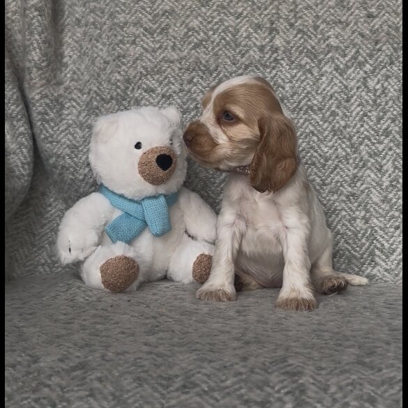 Cocker Spaniel (Working &amp; Show) - Both