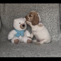 Cocker Spaniel (Working &amp; Show) - Both