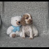 Cocker Spaniel (Working &amp; Show) - Both