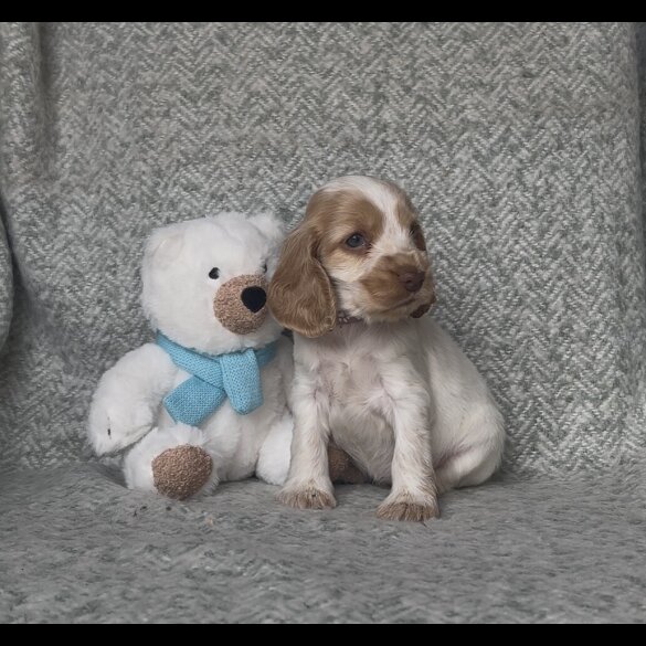 Cocker Spaniel (Working &amp; Show) - Both