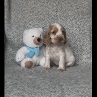 Cocker Spaniel (Working &amp; Show) - Both