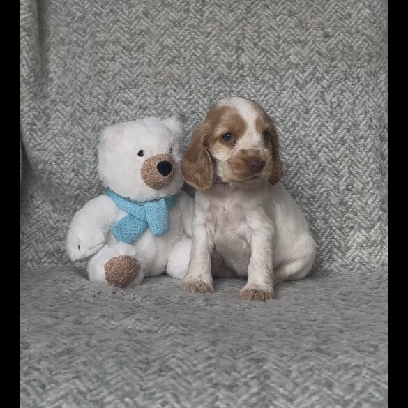 Cocker Spaniel (Working &amp; Show) - Both