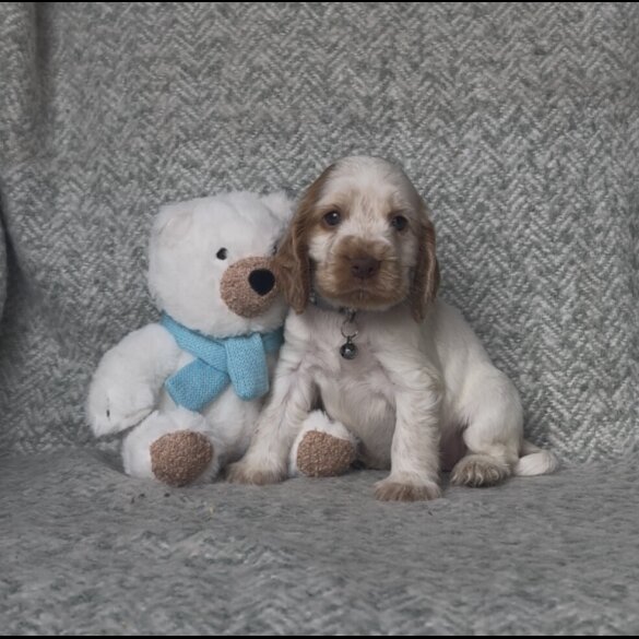 Cocker Spaniel (Working &amp; Show) - Both