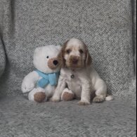 Cocker Spaniel (Working &amp; Show) - Both