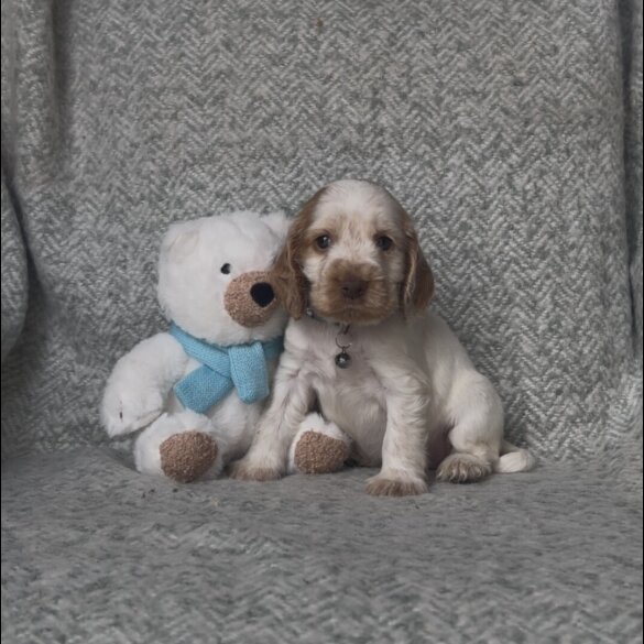 Cocker Spaniel (Working &amp; Show) - Both