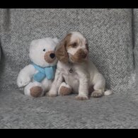 Cocker Spaniel (Working &amp; Show) - Both
