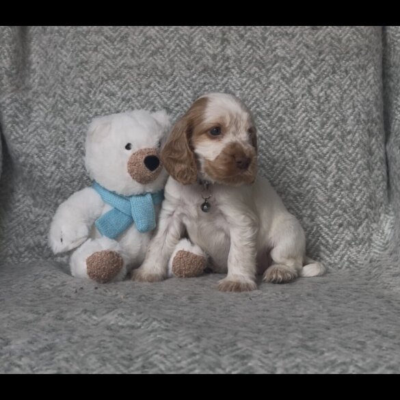 Cocker Spaniel (Working &amp; Show) - Both