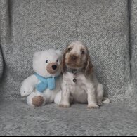 Cocker Spaniel (Working &amp; Show) - Both