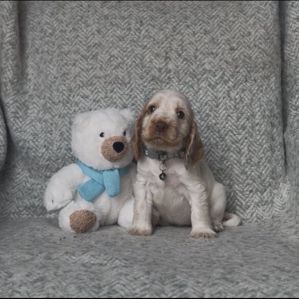 Cocker Spaniel (Working &amp; Show) - Both