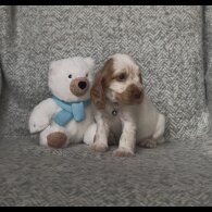 Cocker Spaniel (Working &amp; Show) - Both