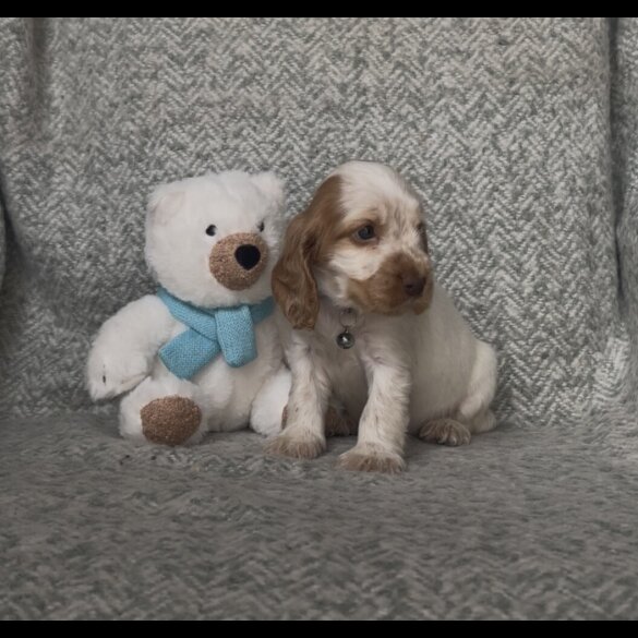 Cocker Spaniel (Working &amp; Show) - Both