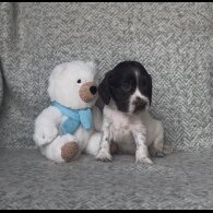 Cocker Spaniel (Working &amp; Show) - Both