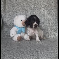 Cocker Spaniel (Working &amp; Show) - Both
