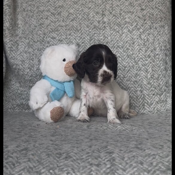 Cocker Spaniel (Working &amp; Show) - Both