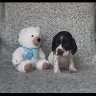 Cocker Spaniel (Working &amp; Show) - Both