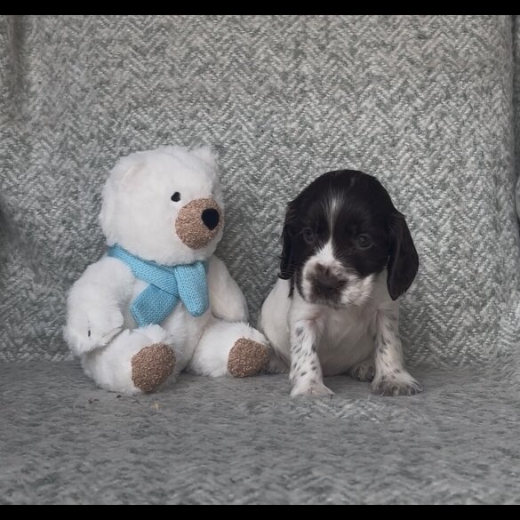 Cocker Spaniel (Working &amp; Show) - Both