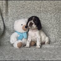 Cocker Spaniel (Working &amp; Show) - Both