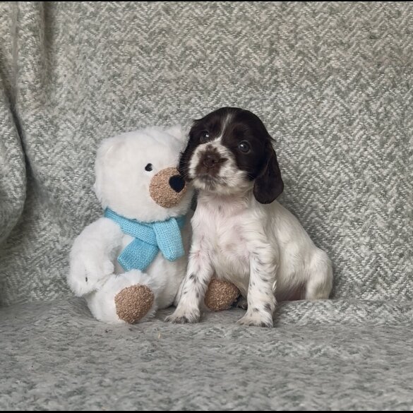 Cocker Spaniel (Working &amp; Show) - Both