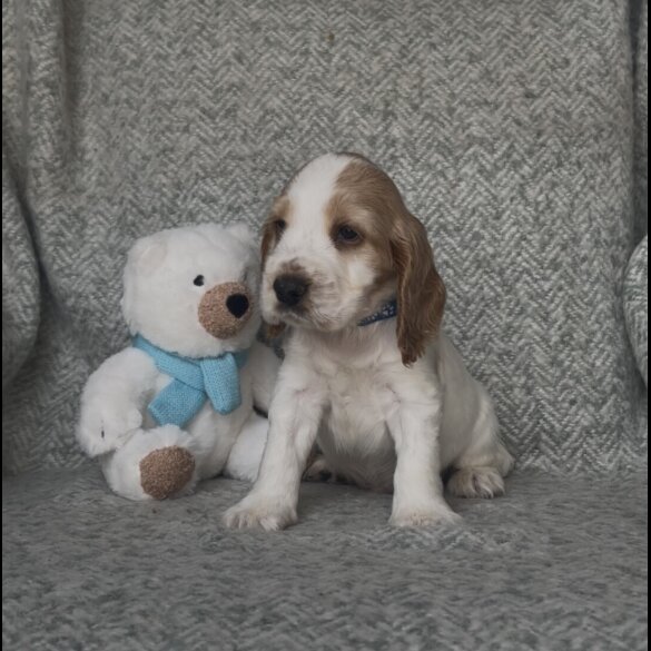 Cocker Spaniel (Working &amp; Show) - Both