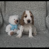 Cocker Spaniel (Working &amp; Show) - Both