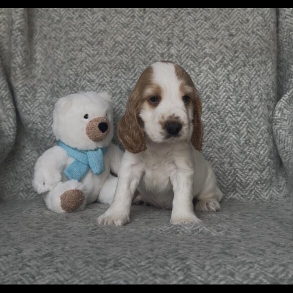 Cocker Spaniel (Working &amp; Show) - Both