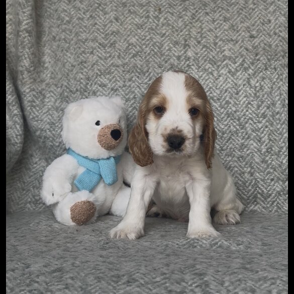 Cocker Spaniel (Working &amp; Show) - Both