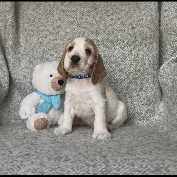 Cocker Spaniel (Working &amp; Show) - Both
