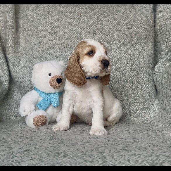 Cocker Spaniel (Working &amp; Show) - Both
