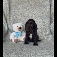 Cocker Spaniel (Working &amp; Show) - Both