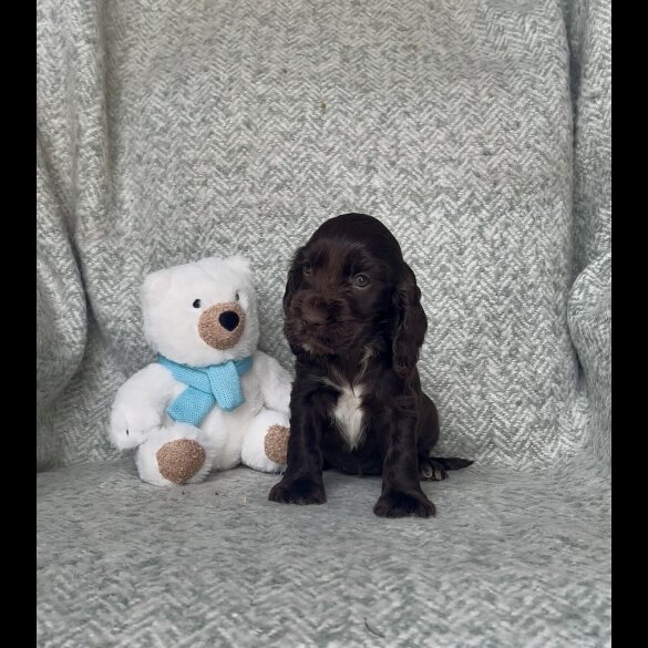 Cocker Spaniel (Working &amp; Show) - Both