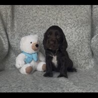 Cocker Spaniel (Working &amp; Show) - Both
