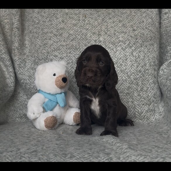 Cocker Spaniel (Working &amp; Show) - Both