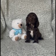 Cocker Spaniel (Working &amp; Show) - Both