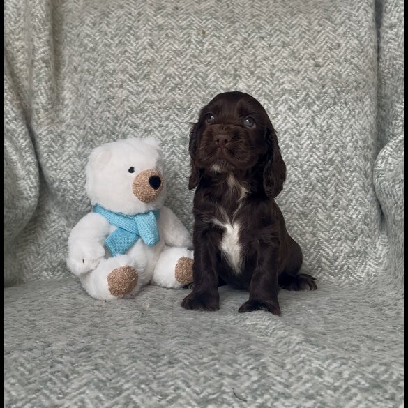 Cocker Spaniel (Working &amp; Show) - Both
