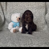 Cocker Spaniel (Working &amp; Show) - Both