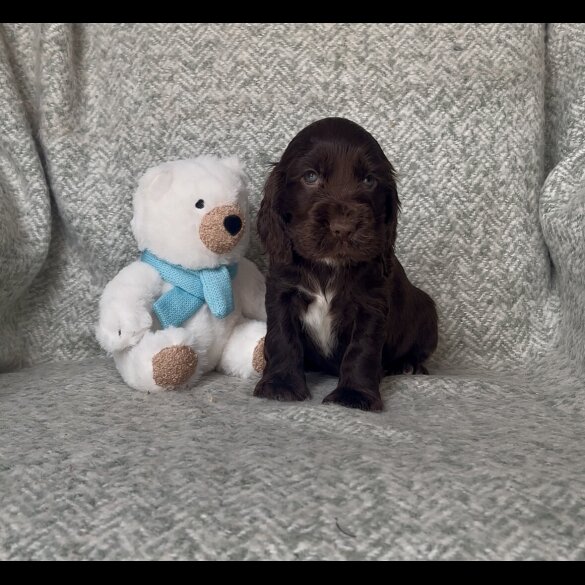 Cocker Spaniel (Working &amp; Show) - Both
