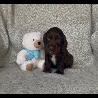 Cocker Spaniel (Working &amp; Show) - Both