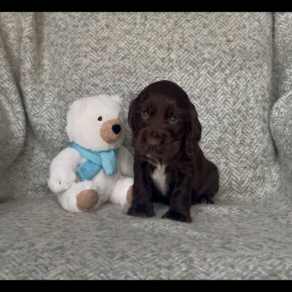 Cocker Spaniel (Working &amp; Show) - Both