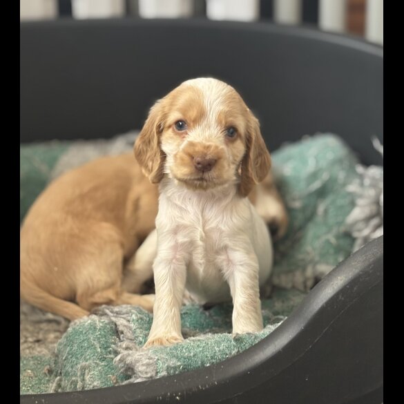 Cocker Spaniel (Working &amp; Show) - Both