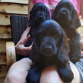 Cocker Spaniel (Working &amp; Show) - Both