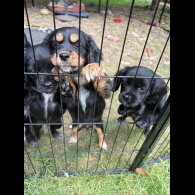 Cocker Spaniel (Working &amp; Show) - Bitches