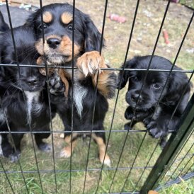 Cocker Spaniel (Working &amp; Show) - Bitches