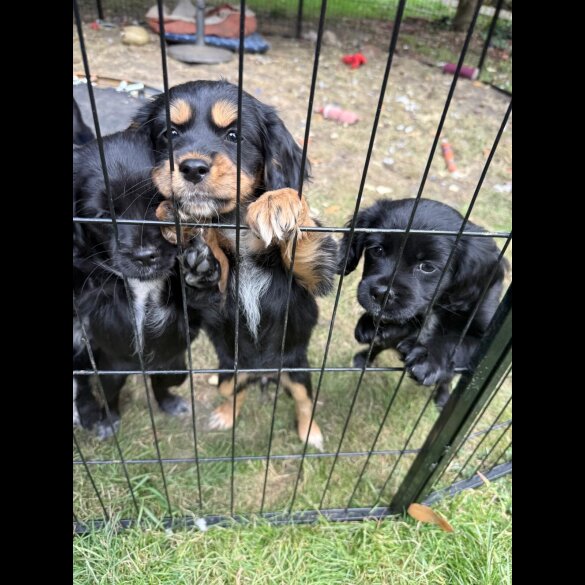 Cocker Spaniel (Working &amp; Show) - Bitches