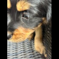 Cocker Spaniel (Working &amp; Show) - Bitches