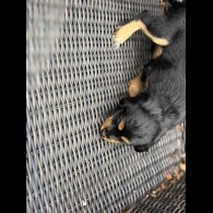 Cocker Spaniel (Working &amp; Show) - Bitches