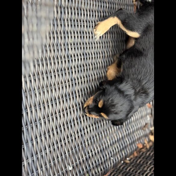 Cocker Spaniel (Working &amp; Show) - Bitches