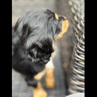 Cocker Spaniel (Working &amp; Show) - Bitches