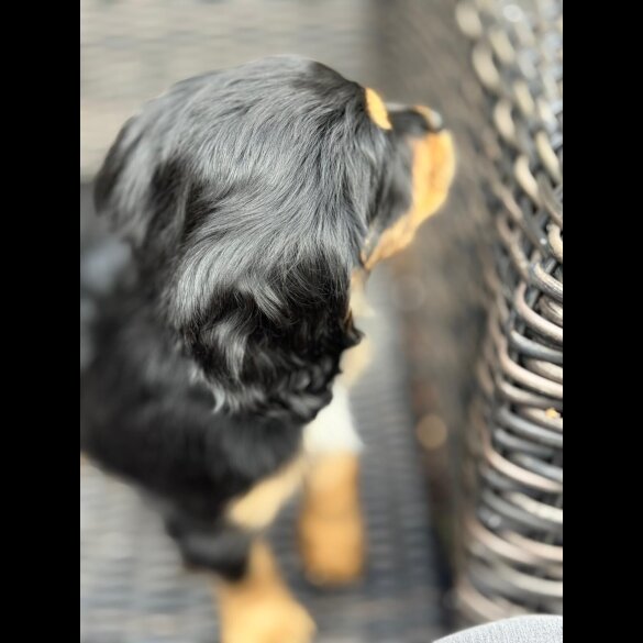 Cocker Spaniel (Working &amp; Show) - Bitches
